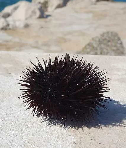 Sunny Zaton (Zadar)