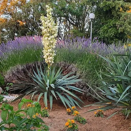 Διαμέρισμα Sunny *