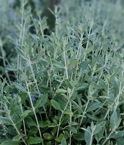 Sunny Διαμέρισμα